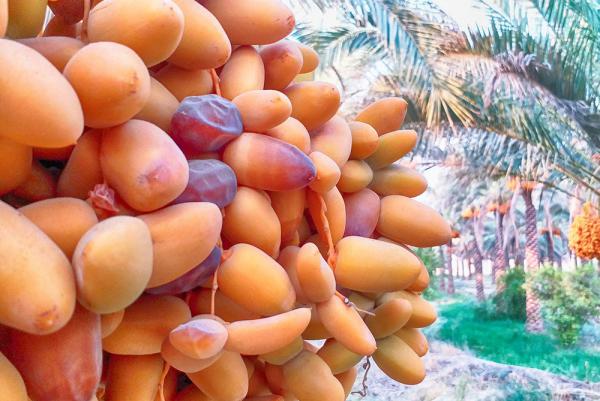 بازرگانی خرمای باکیفیت ایرانی